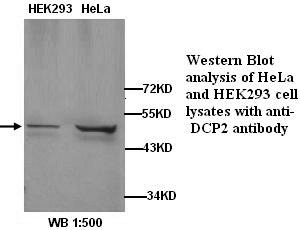 DCP2 Antibody