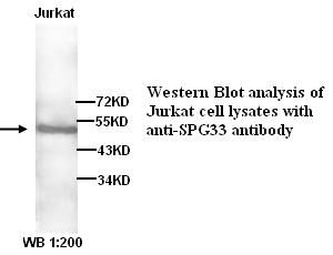 SPG33 Antibody