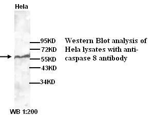 caspase 8 Antibody