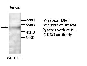 DDX6 Antibody