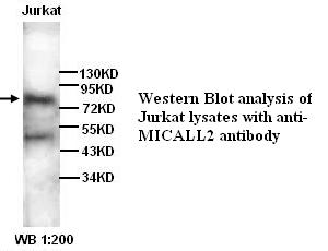 MICALL2 Antibody