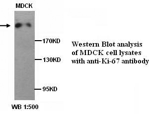 Ki-67 Antibody