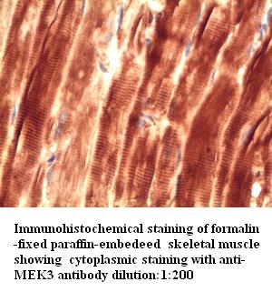 MEK3 Antibody