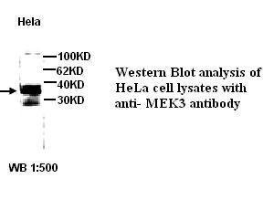 MEK3 Antibody