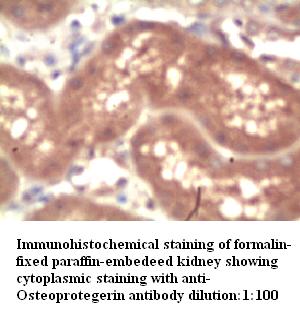 OPG Antibody