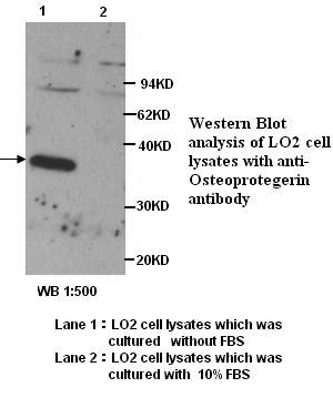 OPG Antibody