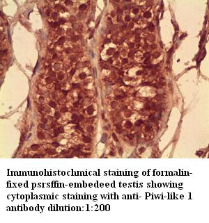 Piwi-like 1 Antibody