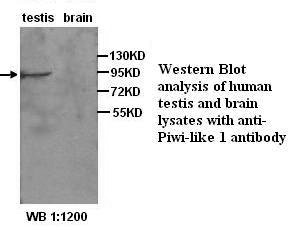 Piwi-like 1 Antibody