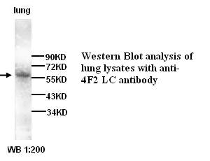 4F2LC Antibody