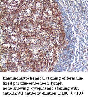 BZW1 Antibody