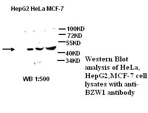 BZW1 Antibody