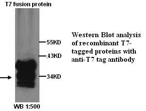 T7 tag Antibody