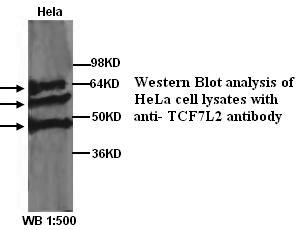 TCF7L2 Antibody