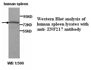 ZNF217 Antibody