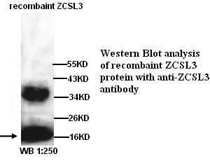 ZCSL3 Antibody