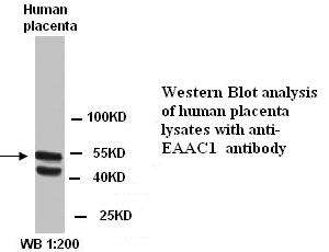 EAAC1 Antibody