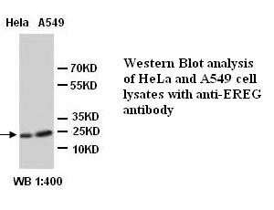 EREG Antibody