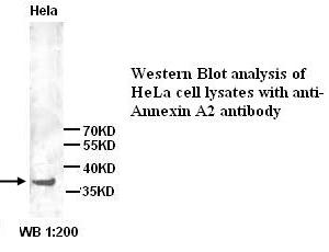 Annexin A2 Antibody