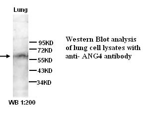 angiopoietin 4 Antibody