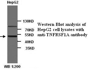 TNFRSF1A Antibody