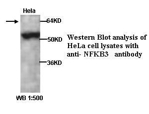 NFKB3 Antibody