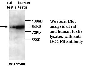 DGCR8 Antibody