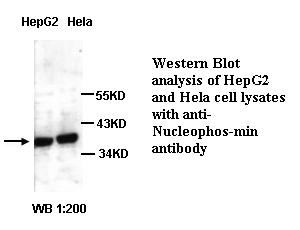 Nucleophosmin Antibody