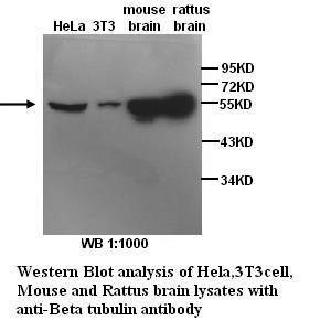  β-Tubulin Antibody