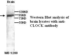 CLOCK ) Antibody