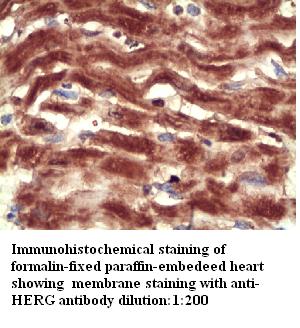 HERG Antibody