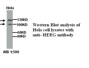 HERG Antibody