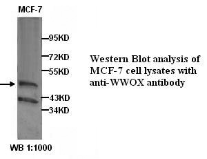 WWOX Antibody