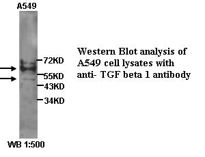 TGFβ1 Antibody