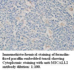 MICALL2 Antibody