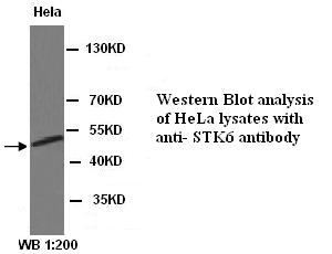 STK6 Antibody