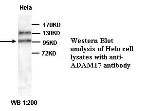 ADAM-17 Antibody