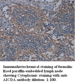 AICDA Antibody