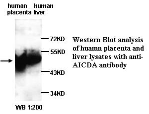 AICDA Antibody