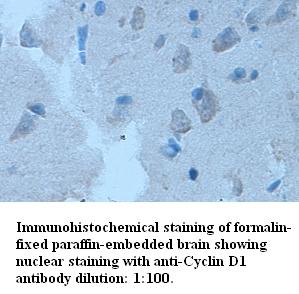 Cyclin D1 Antibody