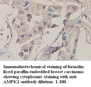 AMPK1 Antibody