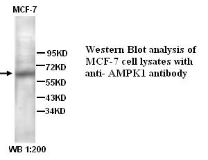 AMPK1 Antibody