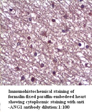 ANG1 Antibody