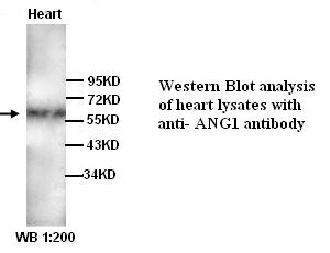 ANG1 Antibody