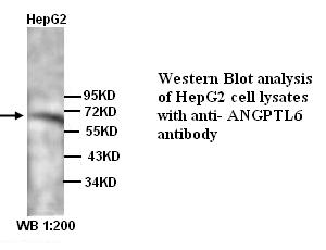 ANGPTL6 Antibody