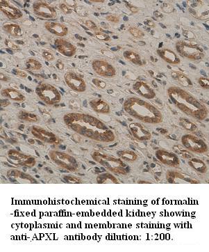 APXL Antibody