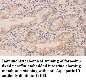 Aquaporin10 Antibody