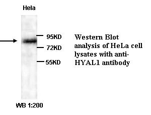 HYAL1 Antibody