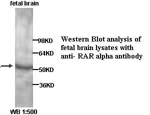 RAR alpha Antibody