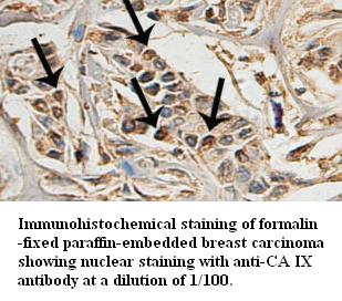 CA IX Antibody