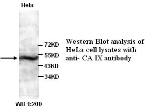 CA IX Antibody